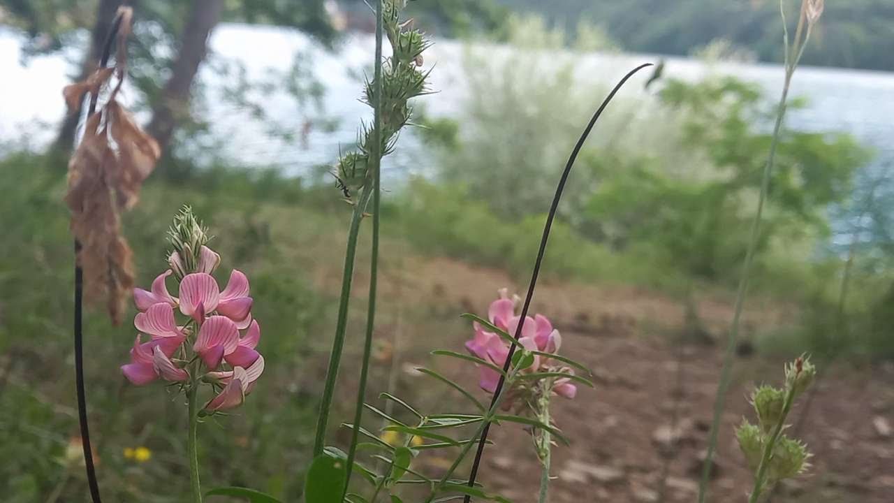 Onobrychis viciifolia Scop (Lupinella comune) medicinal herb