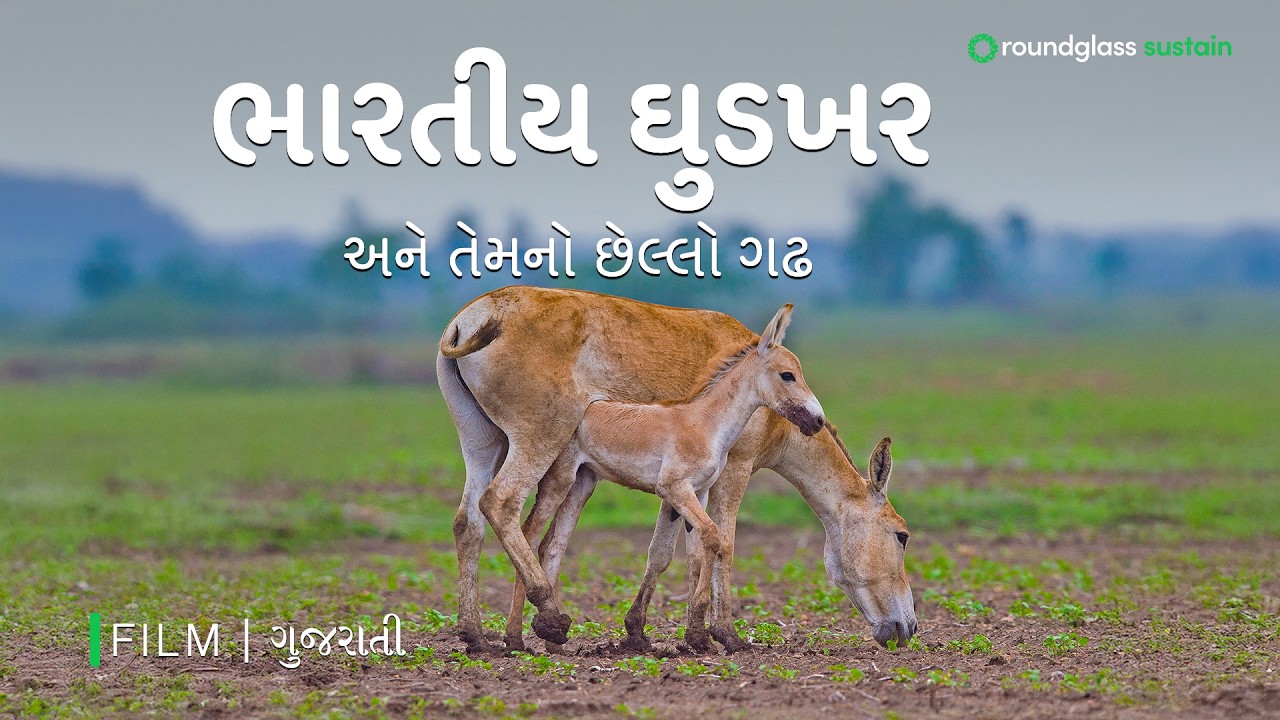 The Khur of Kutch: The Indian Wild Ass and its Last Home