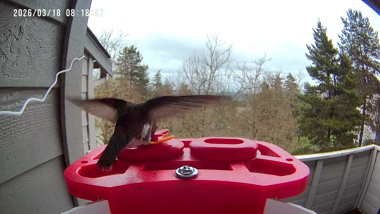 Hummingbird #feeding #birds #washingtonstate #nature 