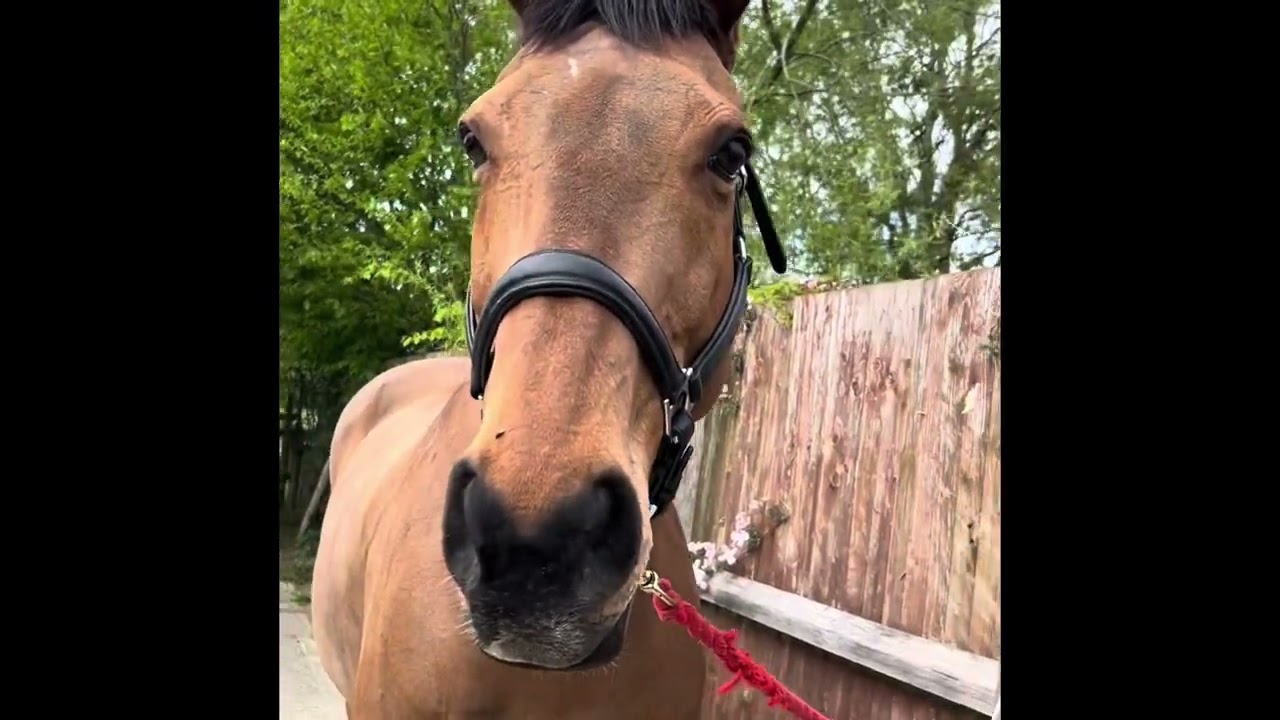 Danielle Thompson: Blackfort Equestrian All Star Academy Audition 2025