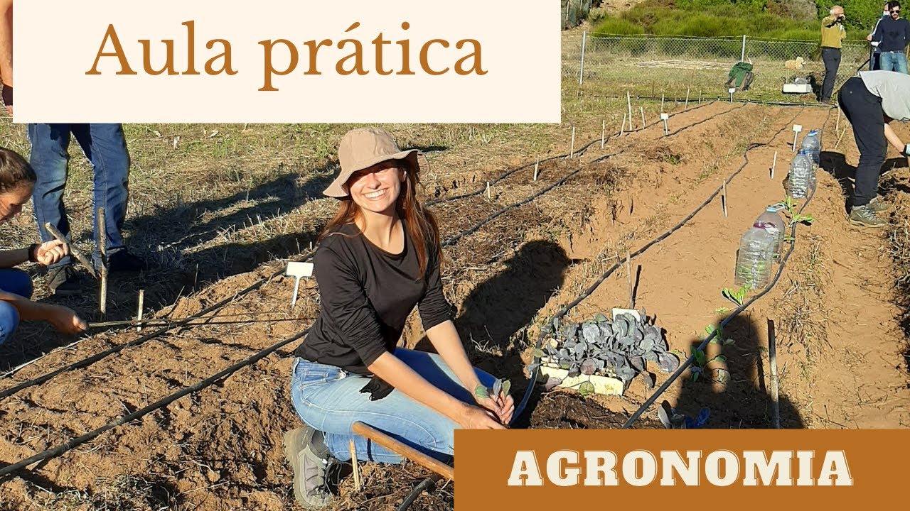 AULA PRÁTICA, AGRONOMIA- continuação