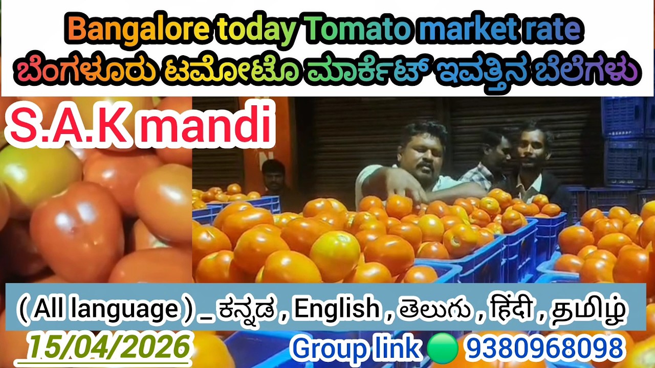 💙#bengaluru #tomato market #today rate ?  15/04/2026 ಬೆಂಗಳೂರು ಟಮೋಟೊ ಮಾರ್ಕೆಟ್&zwnj; ಇವತ್ತಿನ ಬೆಲೆಗಳು.?💛❤️