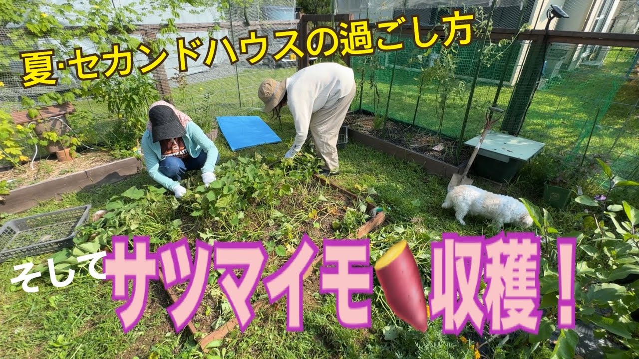 [家庭菜園] 家族で芋掘りしたよ！セカンドハウス夏の過ごし方[二拠点生活]