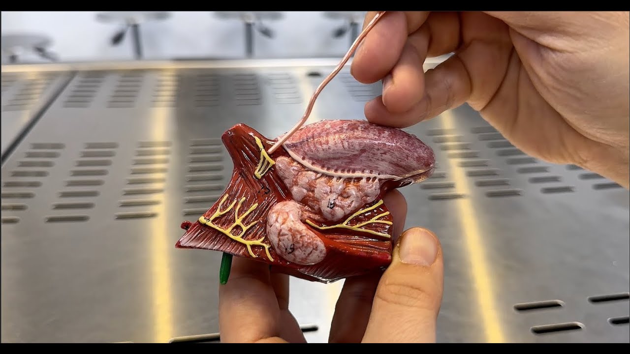 🦷 Gastrointestinal System Anatomy Lab | A Quick Look at Key Anatomical Structures!