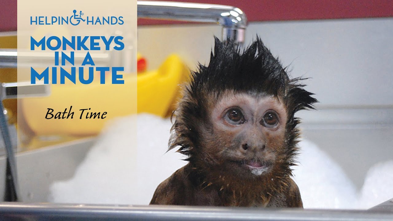 Who doesn't love a monkey taking a bath?  Monkeys in a Minute