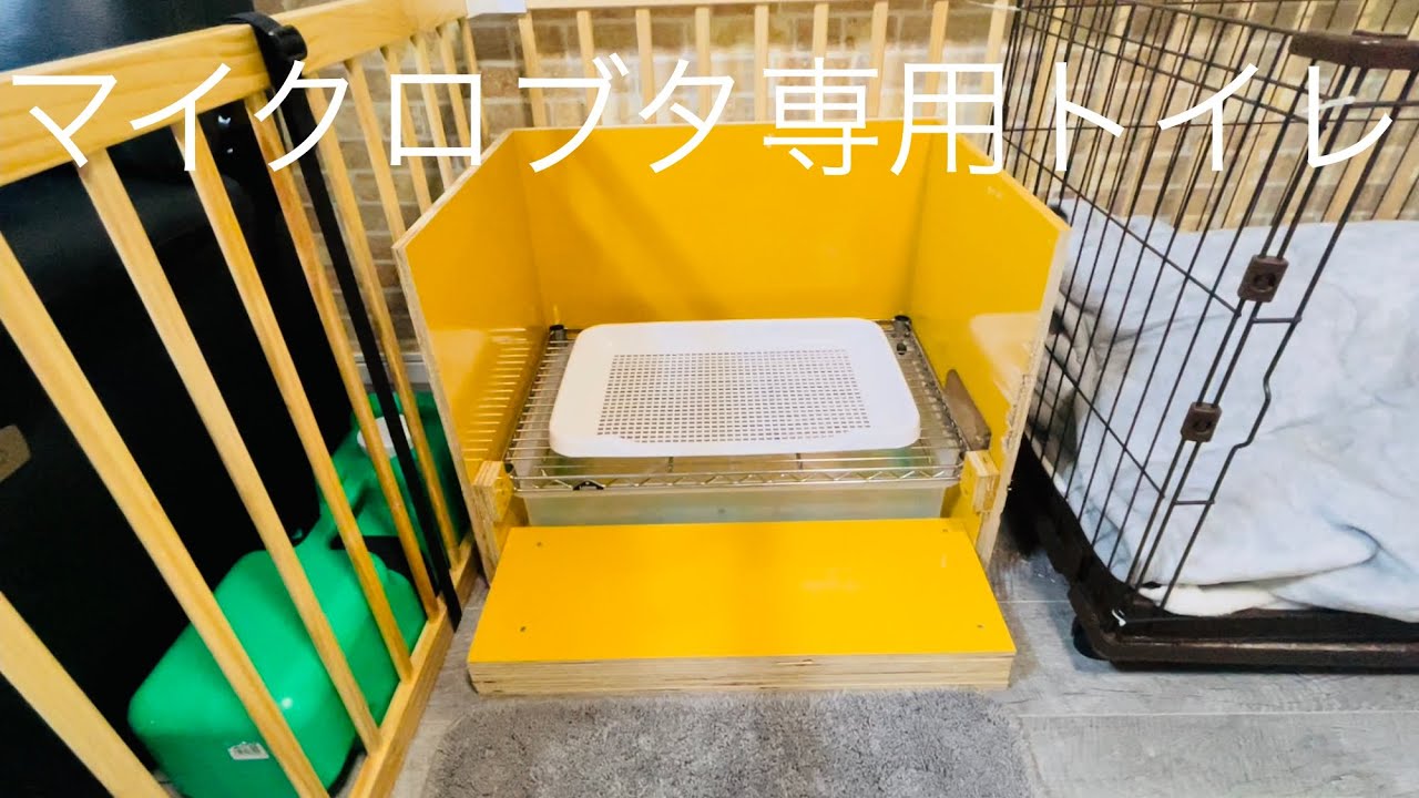 マイクロブタ専用トイレ紹介