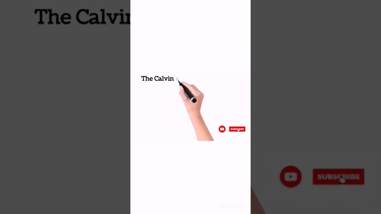 Calvin cycle | dark reactions | The nature's smallest factory | definition | Phases #foodsynthesis