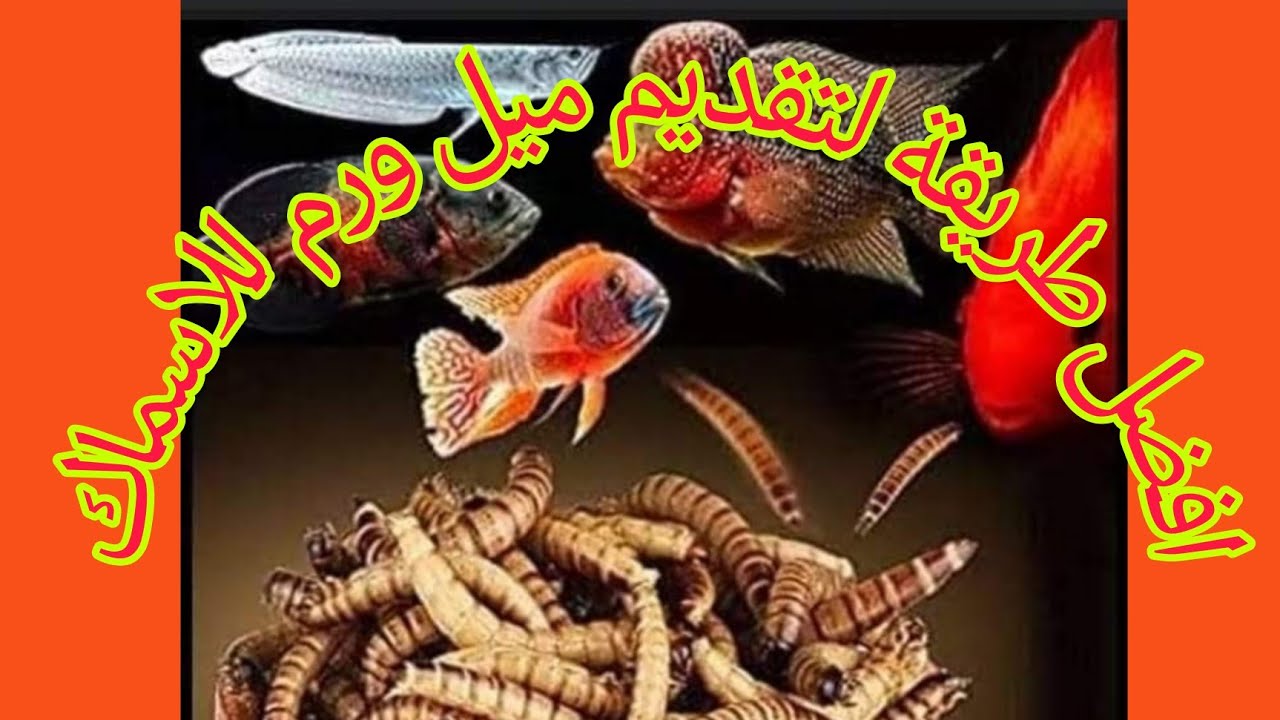 افضل طريقة لتقديم ميل ورم للاسماك Frozen tumor for ornamental fish