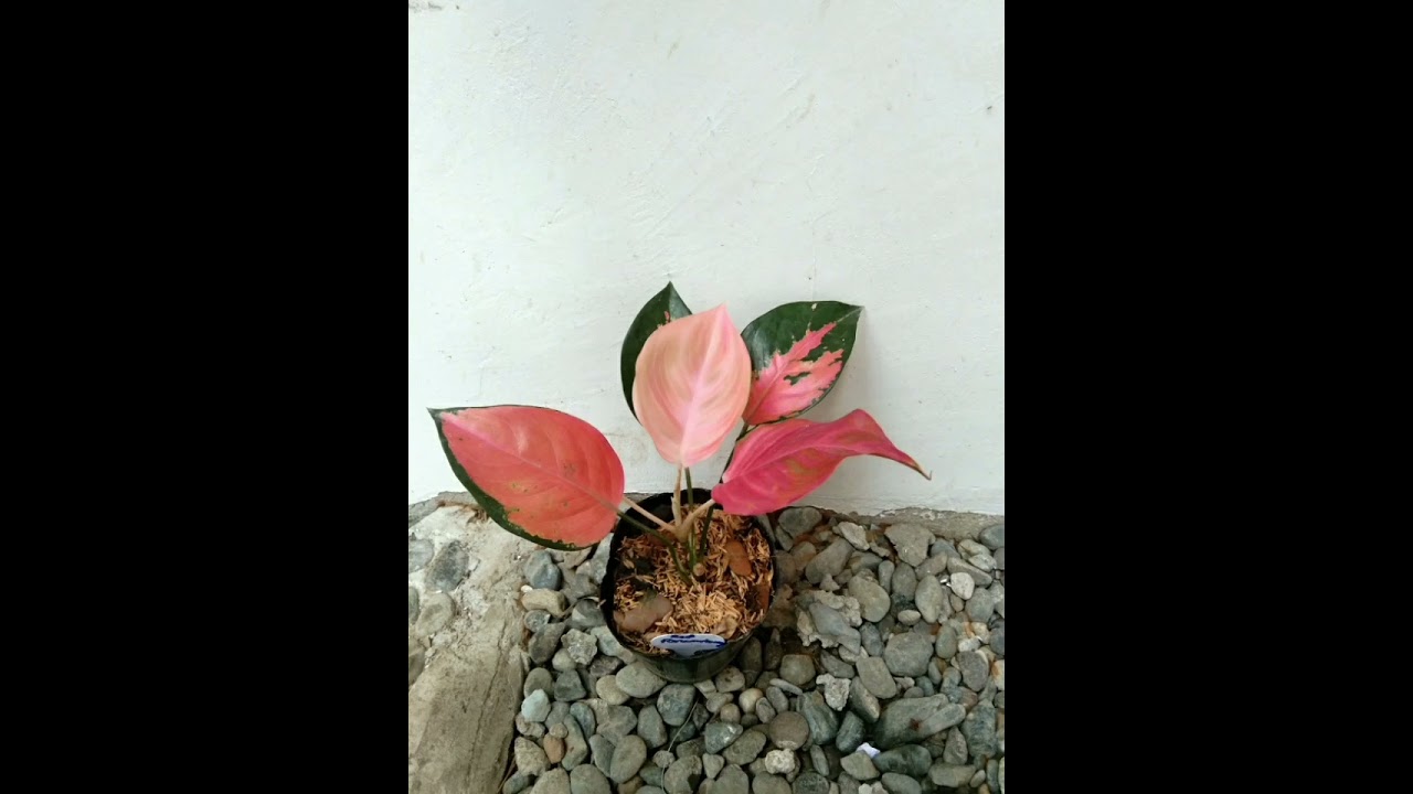 Aglaonema Red Paramrhuay Mutation #aglaonema #plantsforsale #planthobby