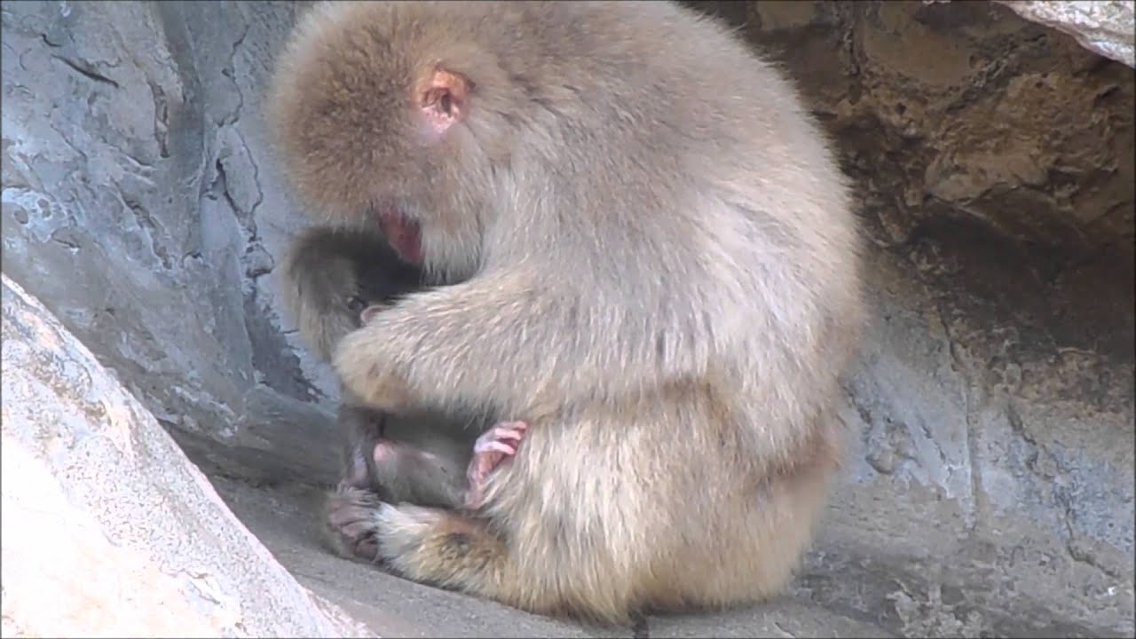 サル山：2014赤ちゃんオールスターズ「生まれてから今日まで」（ニホンザル）＠上野動物園