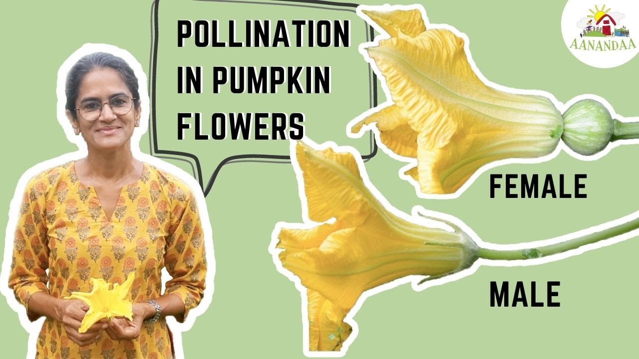 Pumpkins (Part 1) - FLOWERS AND POLLINATION