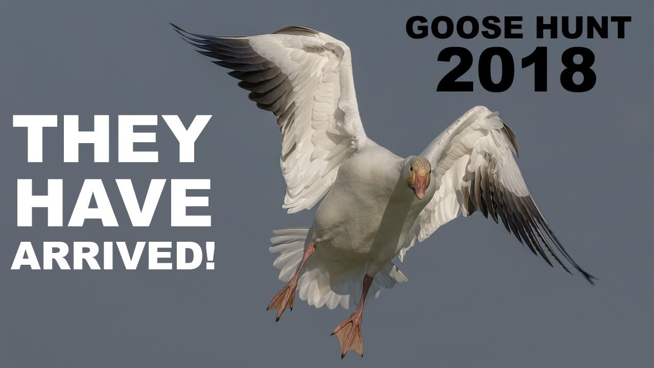Snow Goose Hunt 2018: Waterfowl Everywhere!