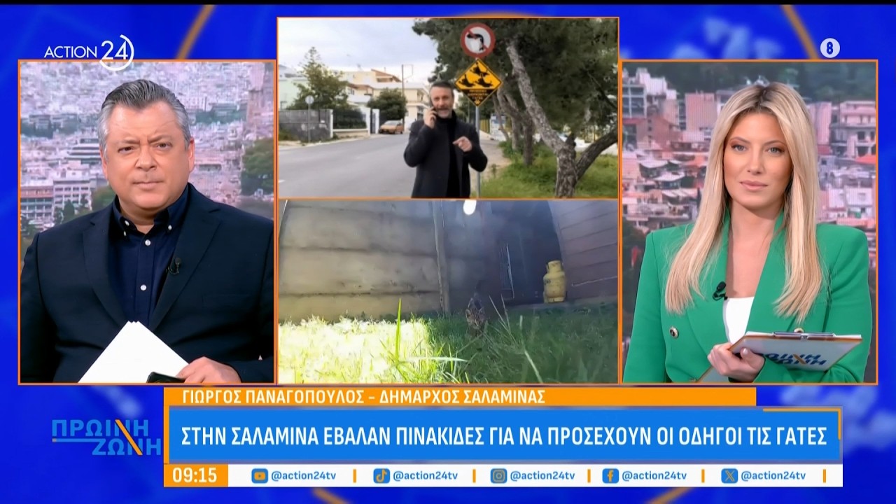 Στη Σαλαμίνα έβαλαν πινακίδες για να προσέχουν οι οδηγοί τις γάτες | ACTION 24