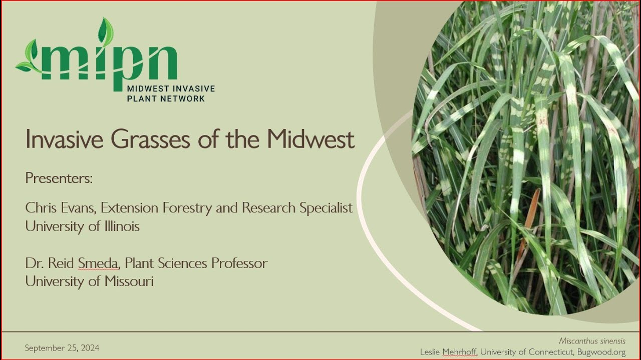 Invasive Grasses of the Midwest