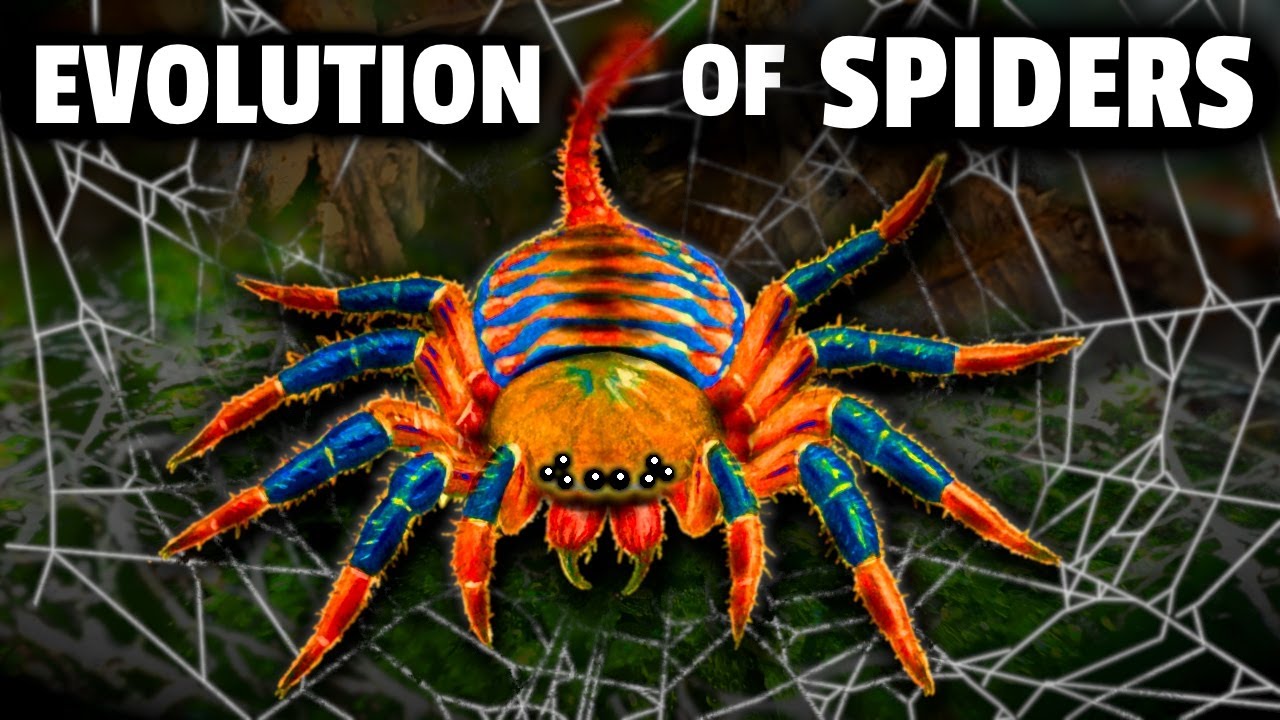 The Evolution of Spiders (That We Know Of)