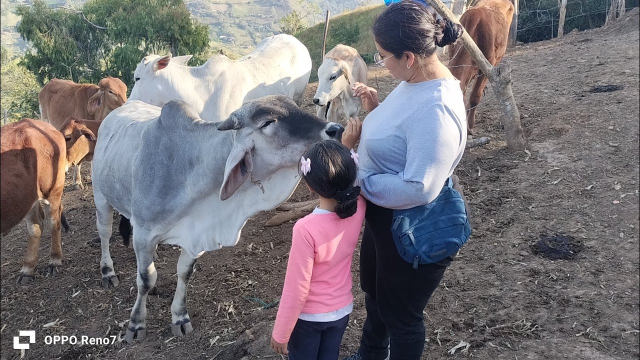 alimentación de nuestras vacas en familia 😍