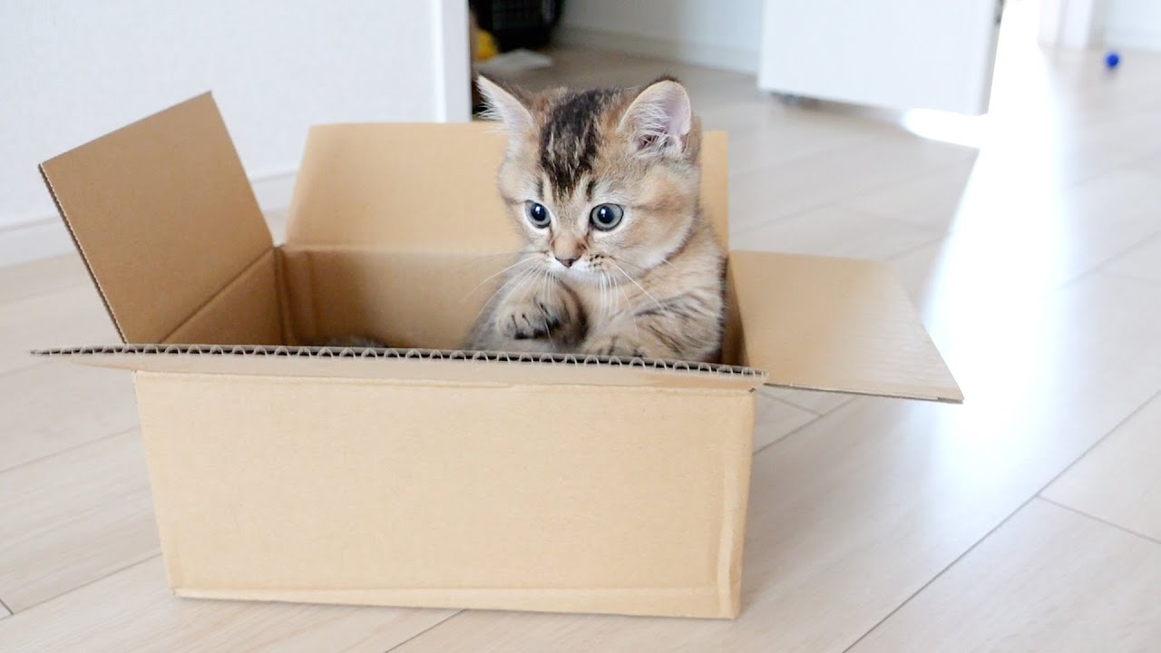 Kitten Kiki seems to calm down when inside the cardboard