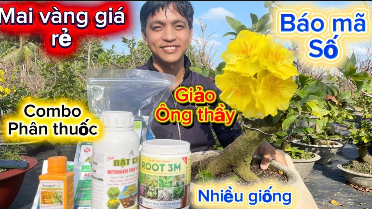 16-3-2026☎️0352.356.777👉Thái🌲mai vàng giá rẻ combo 5cay 200k bao ship-mã sô nhieu giống 