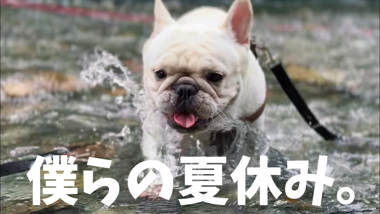 【癒し】犬たちと過ごす、僕らの夏休み。