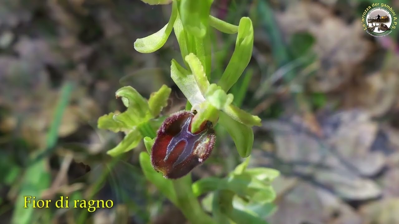 Le preziose orchidee Della Val Di Cecina