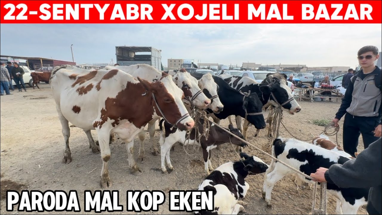 22-СЕНТЯБРЬ ХОЖЕЛИ МАЛ БАЗАР/СКОТНЫЙ РЫНОК/BUQALAR/BIGGEST BULLS IN THE WORLD/EXPENSIVE BULLS