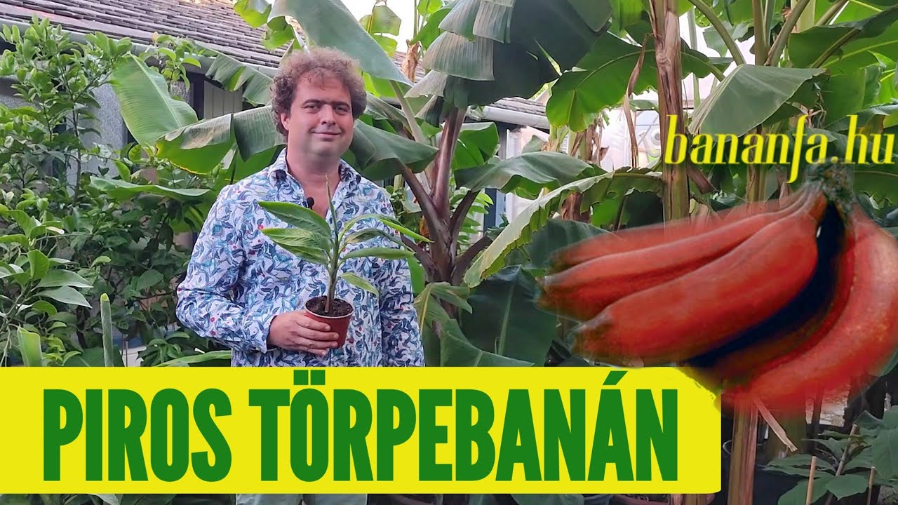 Miért szeretjük a Musa acuminata 'Red Dacca'-t, a piros törpebanánt?