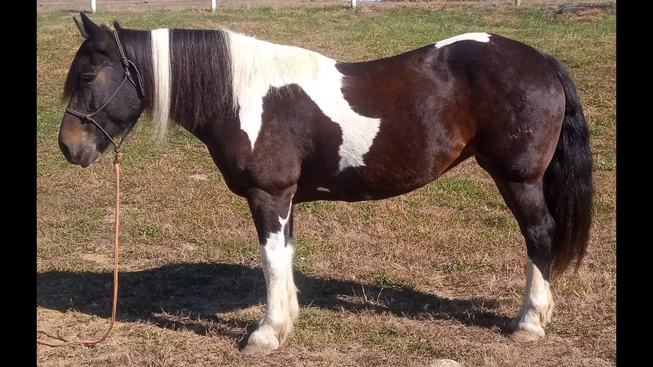 Gypsy cross mare.   1 in a million.  rides and drives