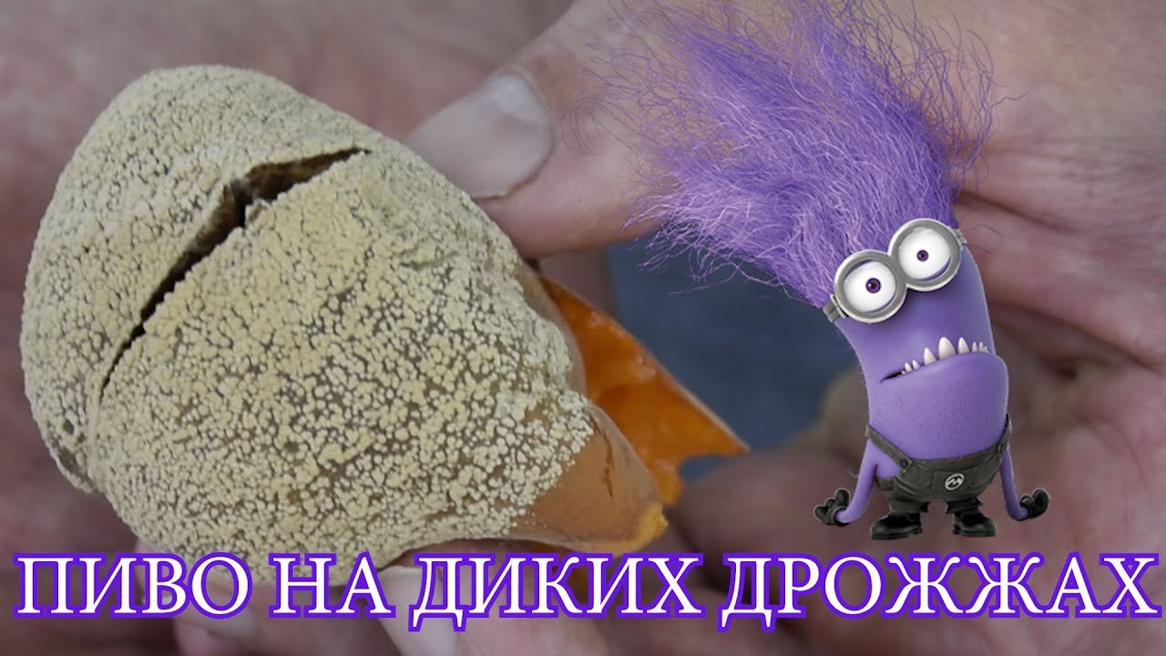 Пиво на диких дрожжах. Результат очень удивил!