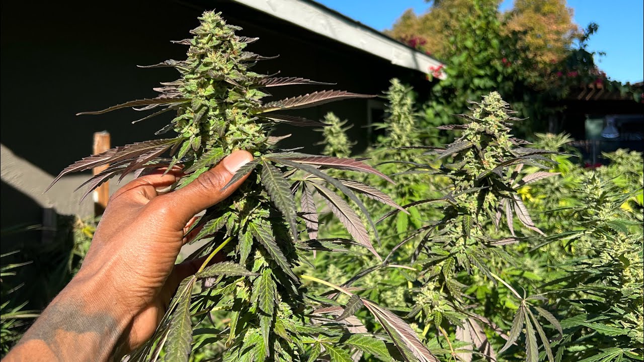 Outdoor cannabis grow 2022 (Big Colas)