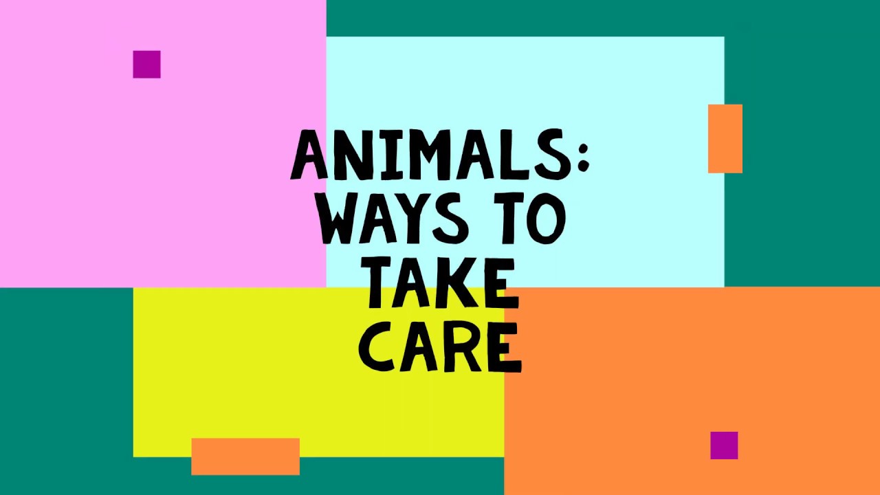 Animals: Taking Care of Animals