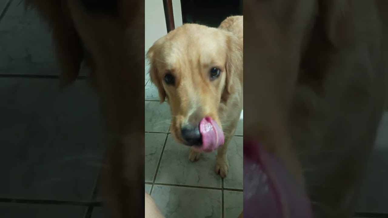 Shakira Golden, vai comendo r a maçã dela 😋❤️ ela ama maçã 