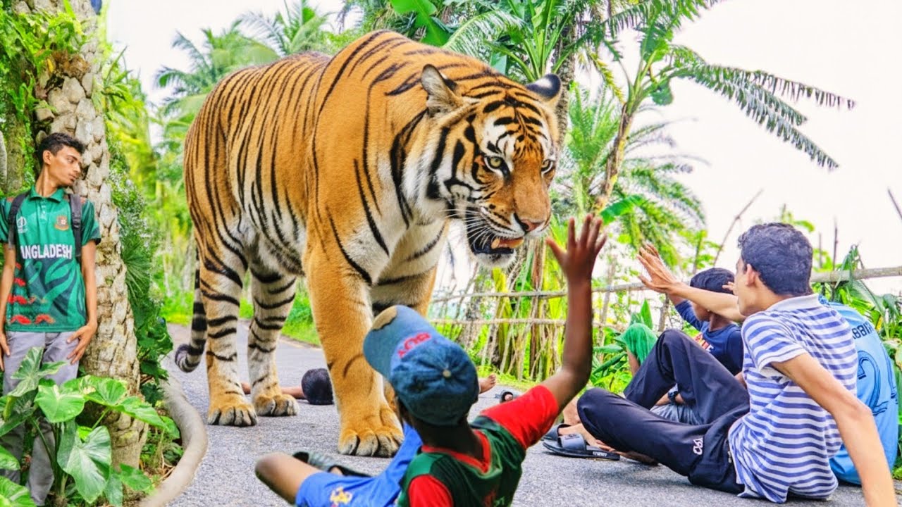 Tiger Attack Man In The Forest | Tiger Attack Jungle | Tiger Attack Stories