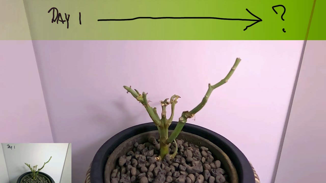 Will it still grow | 24/7 Live stream