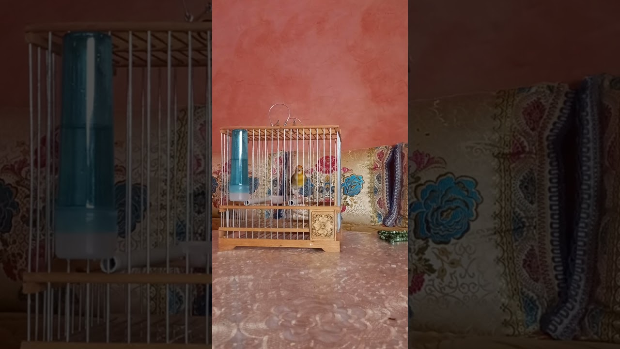 💚 يتكلم معك من غير أن يسب احد اويثير  لك خيوط النميمة والخصام   اذا جالسته  امتعك  لو نظرت اسرك💚