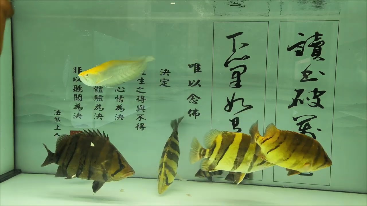 Cá hổ indo size khủng ăn Tép đông lạnh