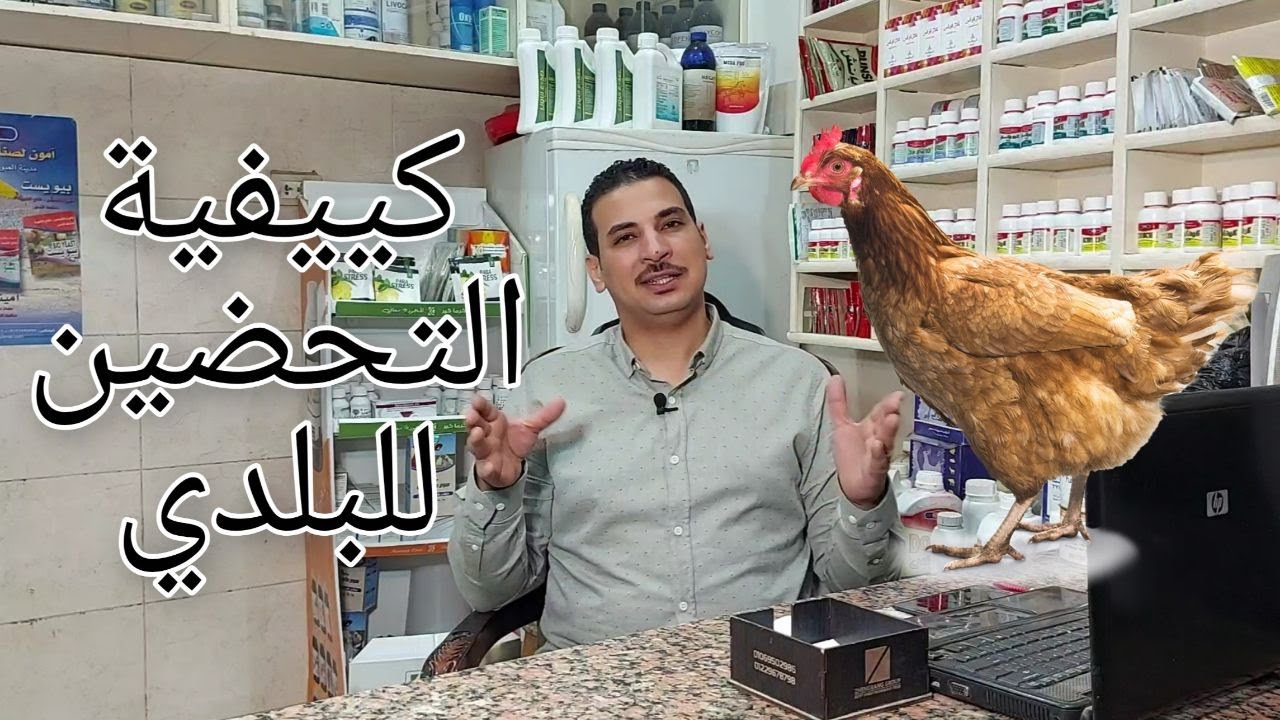 طريقة تحضين الكتكوت البلدي بالطريقه الصحيحة