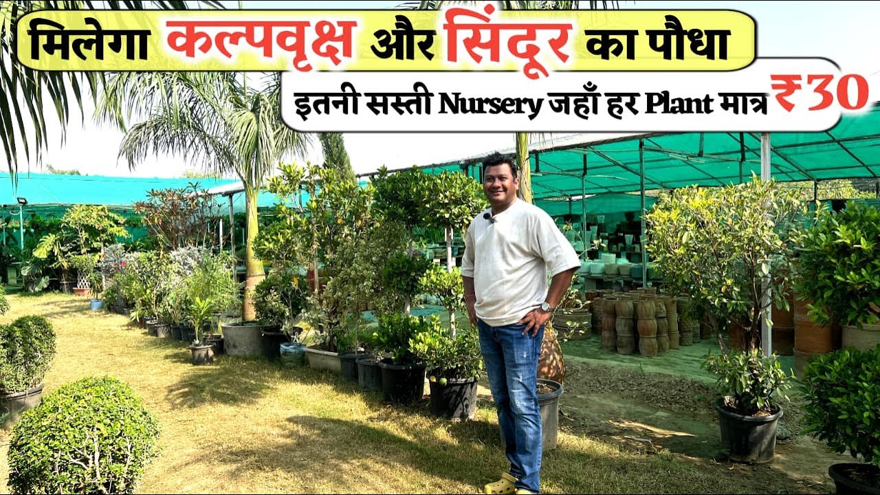 ऐसी Nursery जहाँ कल्पवृक्ष और सिंदूर का पौधा सिर्फ़ ₹30 में मिल रहा है सबसे सस्ते दामों पर