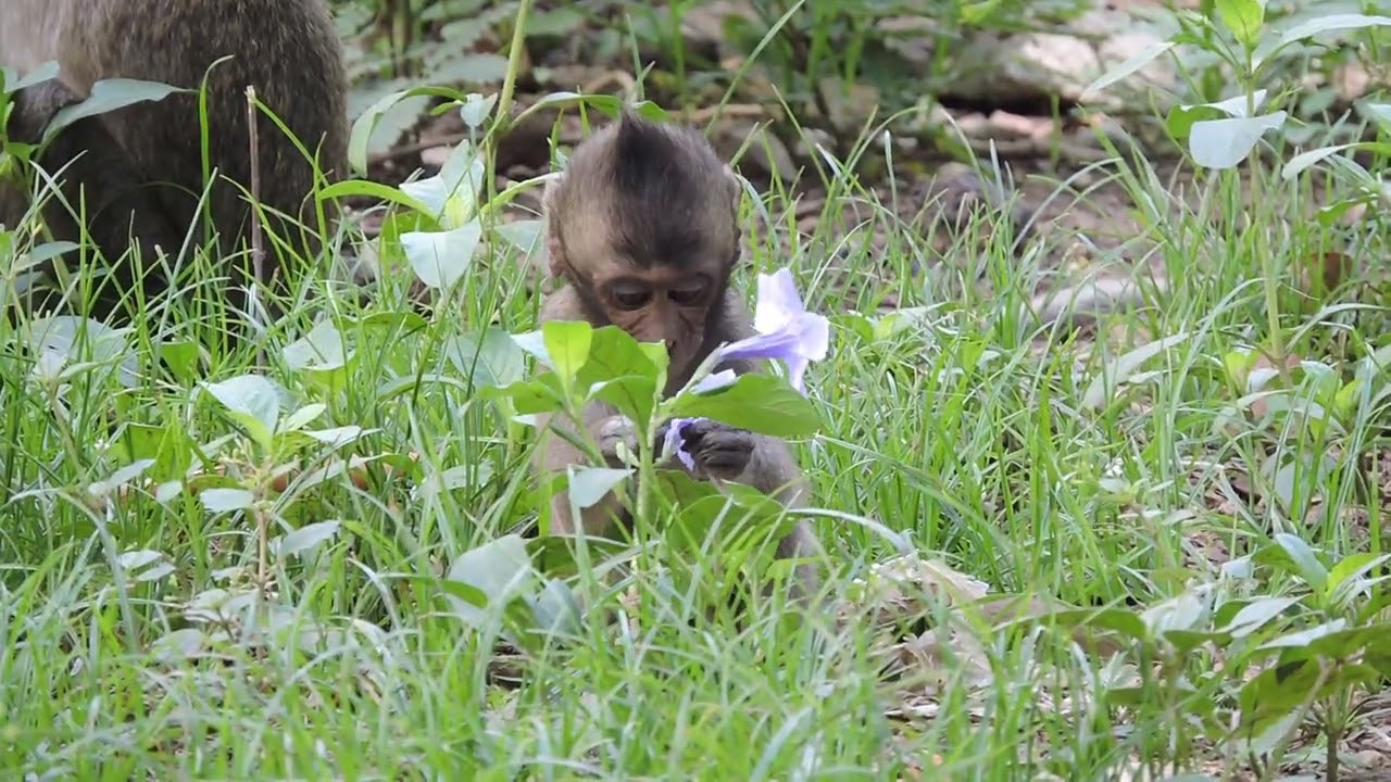 Ally monkeys when leg pain nobody near him 