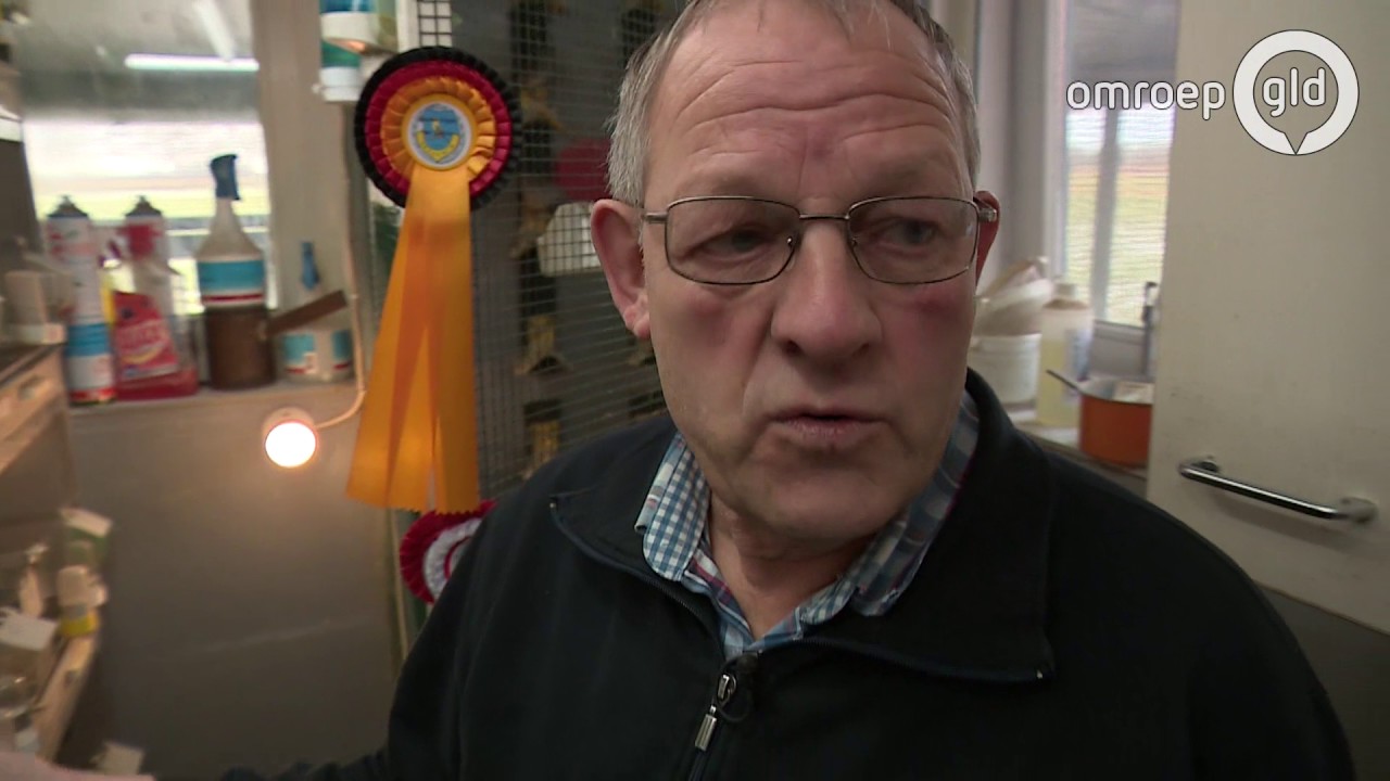 De agaat kobalte roodintensieve kleurkanarie van Frans Harbers uit Groenlo is wereldkampioen