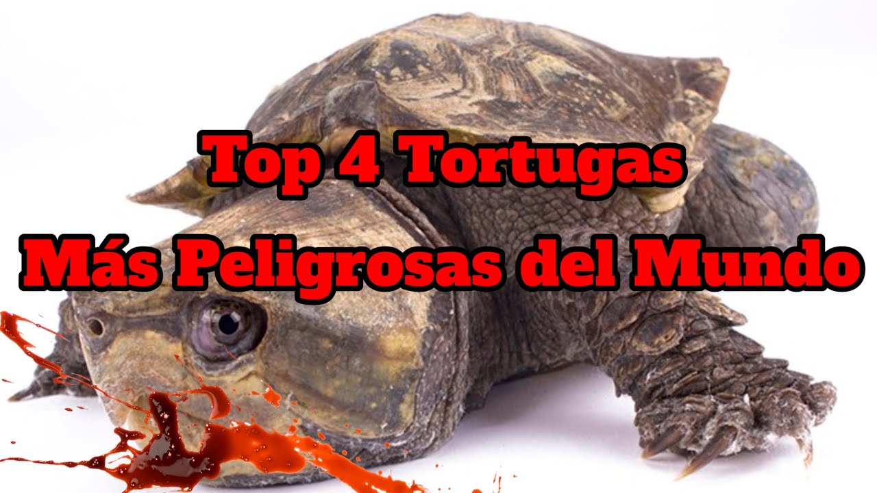 *Top 4 Tortugas Más Peligrosas del Mundo*