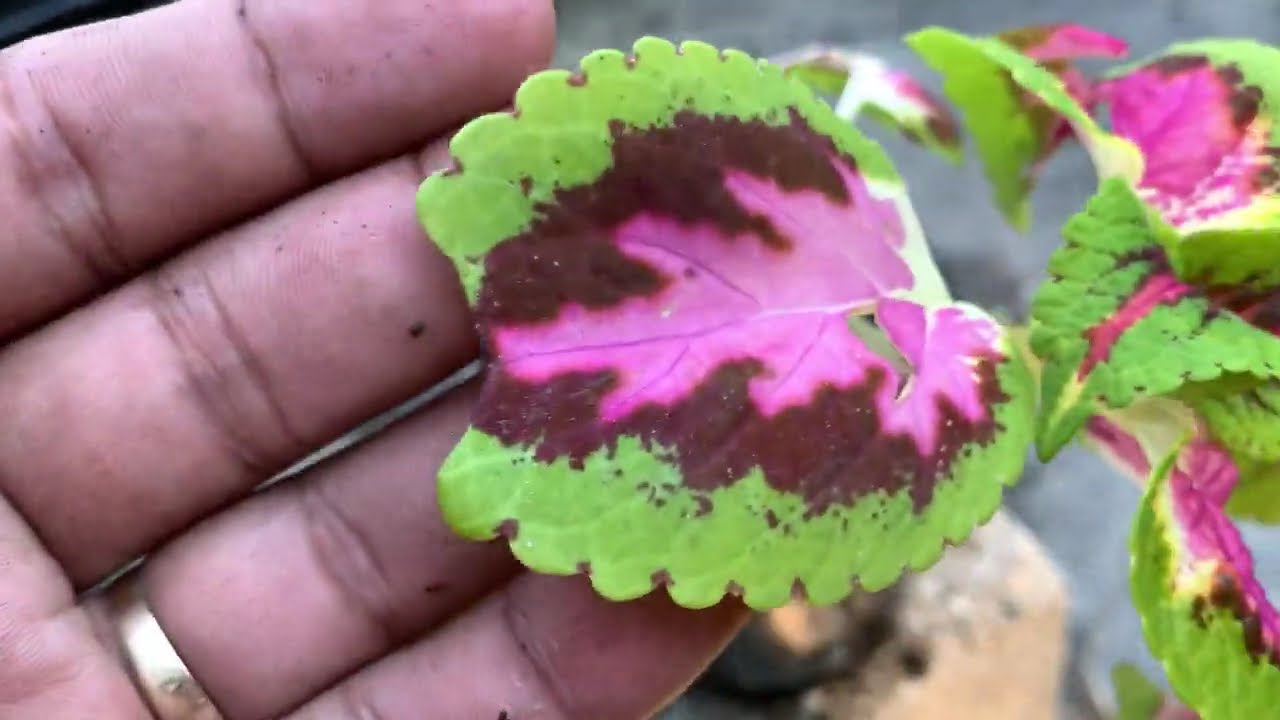 Cultivo de Coleos desde semilla hasta floracion /Growing Coleus from seed to blooming