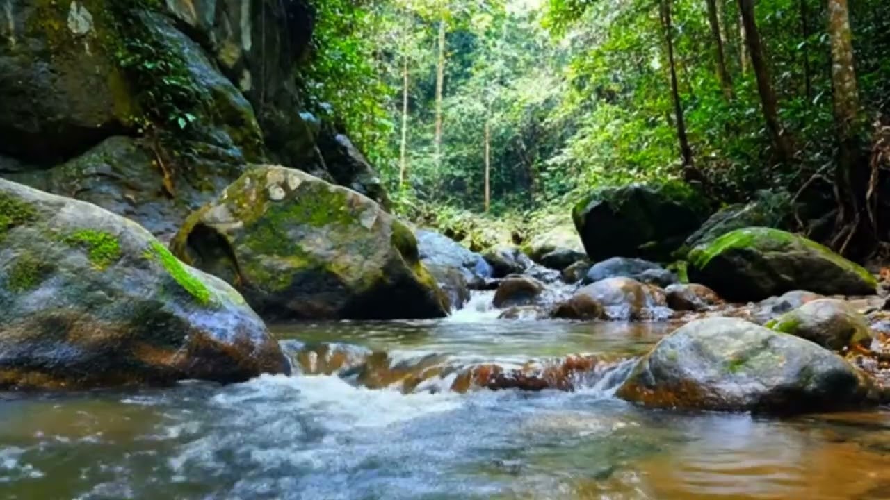 Relaksasi ASMR hutan sungai sejuk. Gemericik dalam hutan yang indah