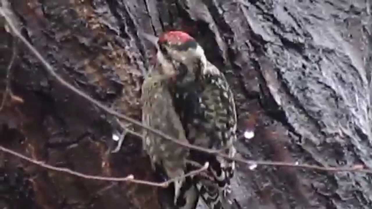 Filming the Feathers: Yellow-Bellied Sapsuckers in Central Park