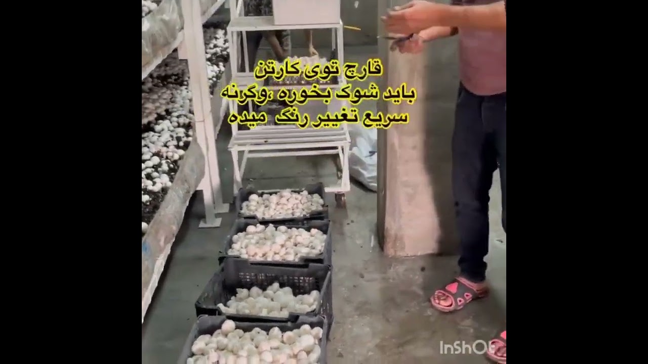 برداشت قارچ سفید