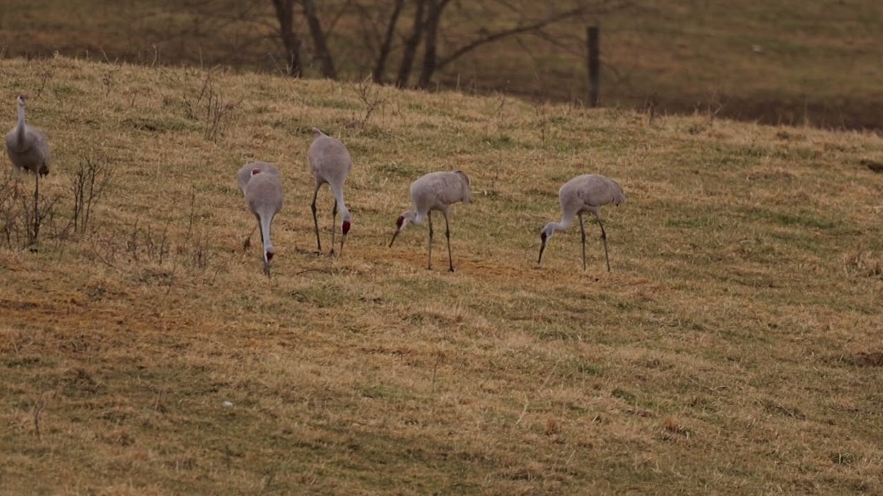 Sandhill￼ Cranes on the ground in the backyard of Boston, Kentucky!
