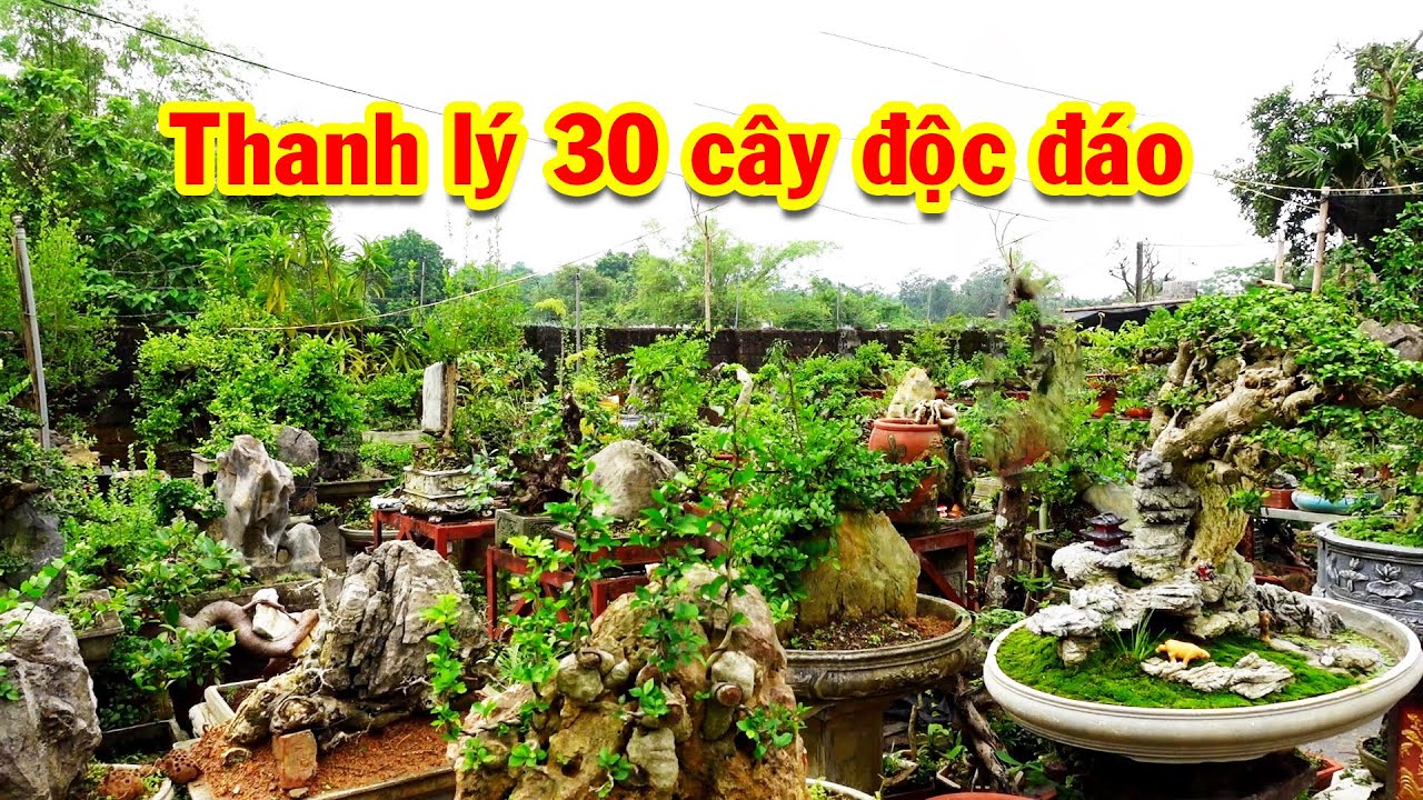 Vài trăm nghìn mua được cây đẹp và độc đáo, duối bám đá, vườn rộng cây phong phú