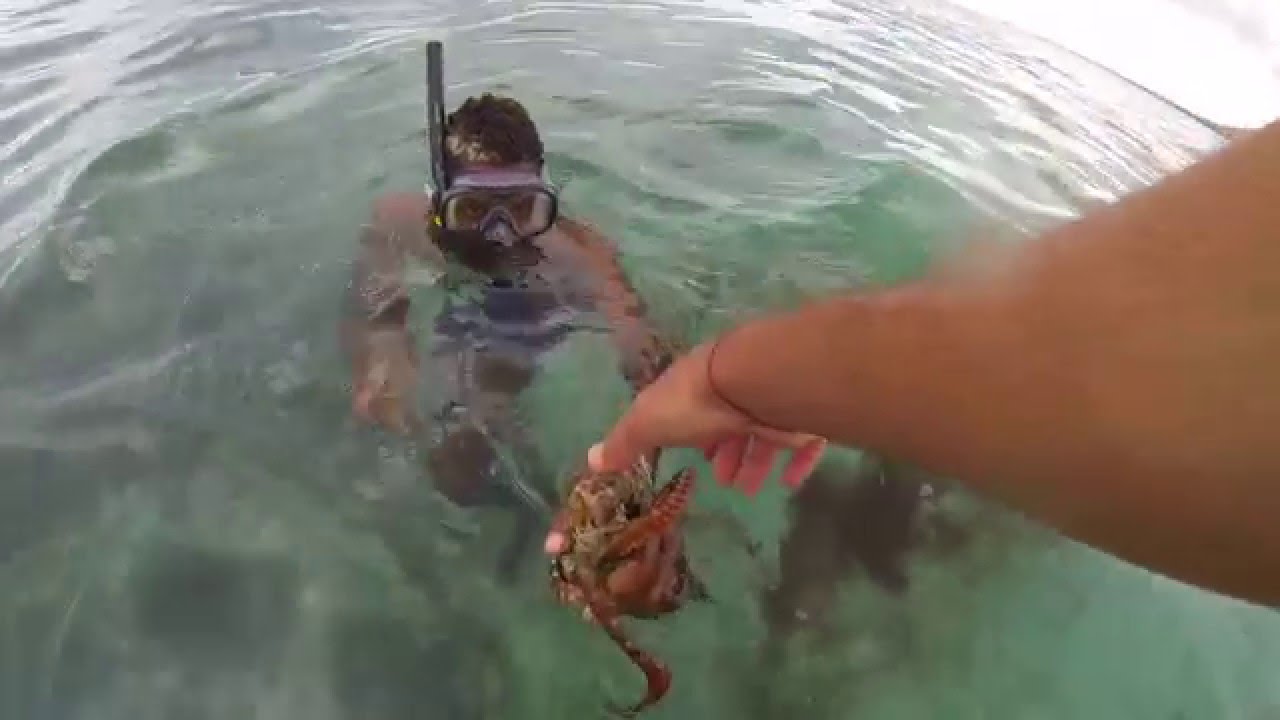 How to catch an octopus in mauritius island september 2013