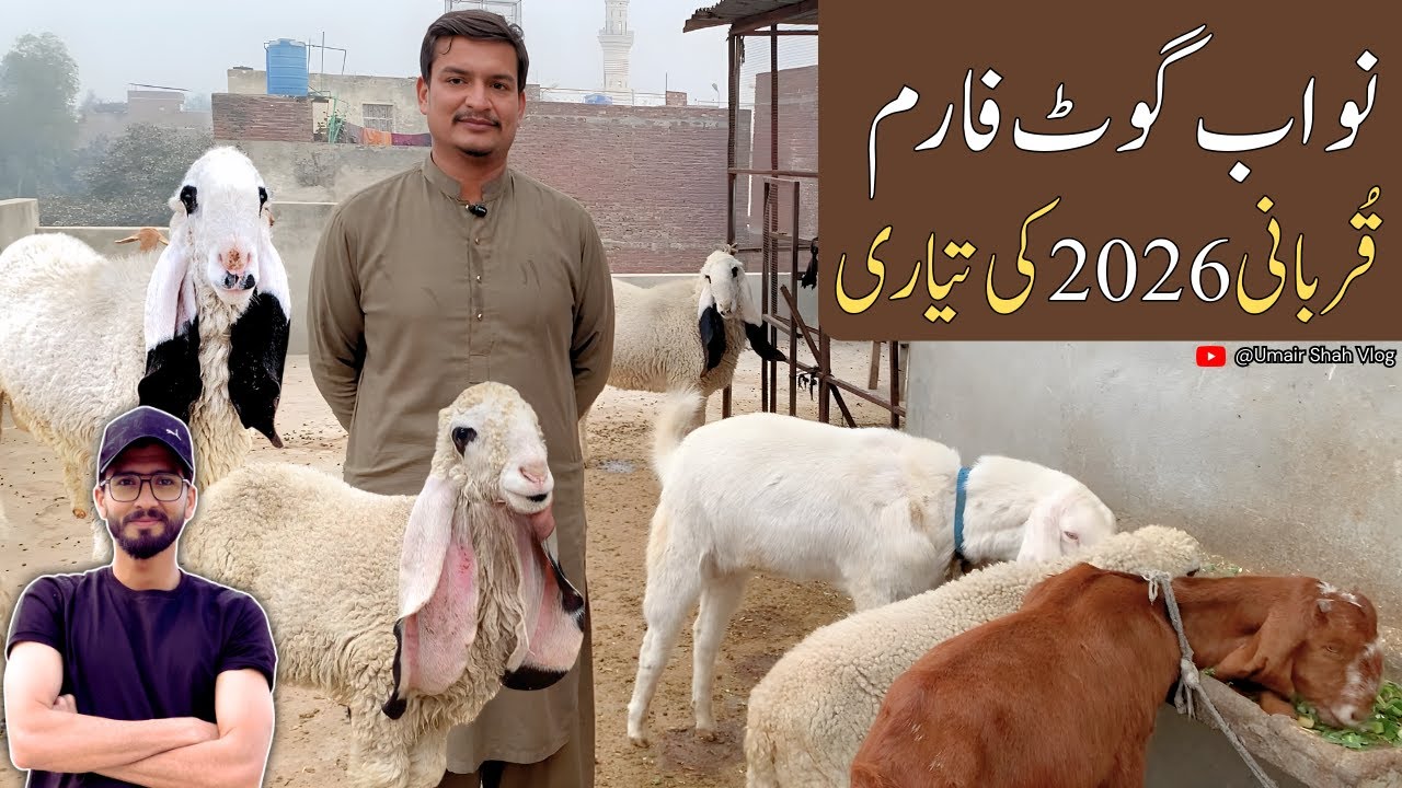 Complete Goat Farming Guide in Pakistan 2026 | Nawab Goat Farm Visit 🐐