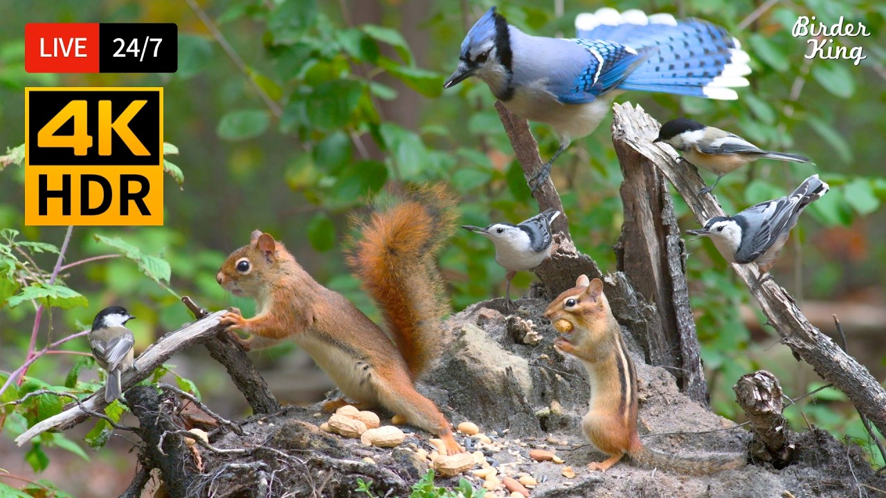 🔴 24/7 LIVE: Cat TV 😺 The Cutest Little Birds and Squirrels 🐿️ Cat Games No Squirrels