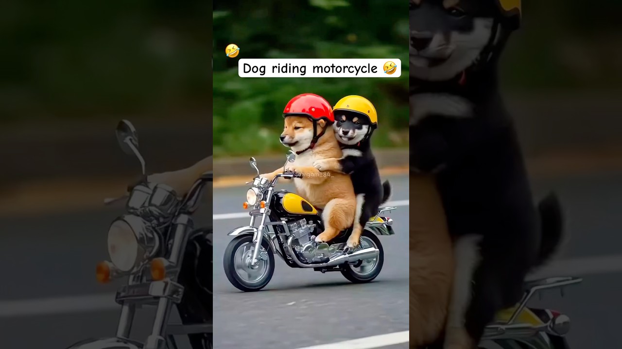 Dog riding motorcycle 🤣||Laxmi&rsquo;s Simple Life||#motorcycle #bike #dog #dogshorts #funny #comedy